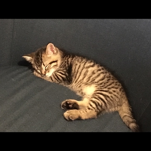 Meet your Posher, Rachel - Picture 2 of 3